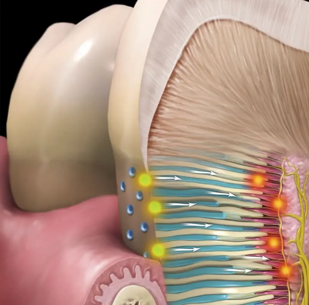 dentin-tubules