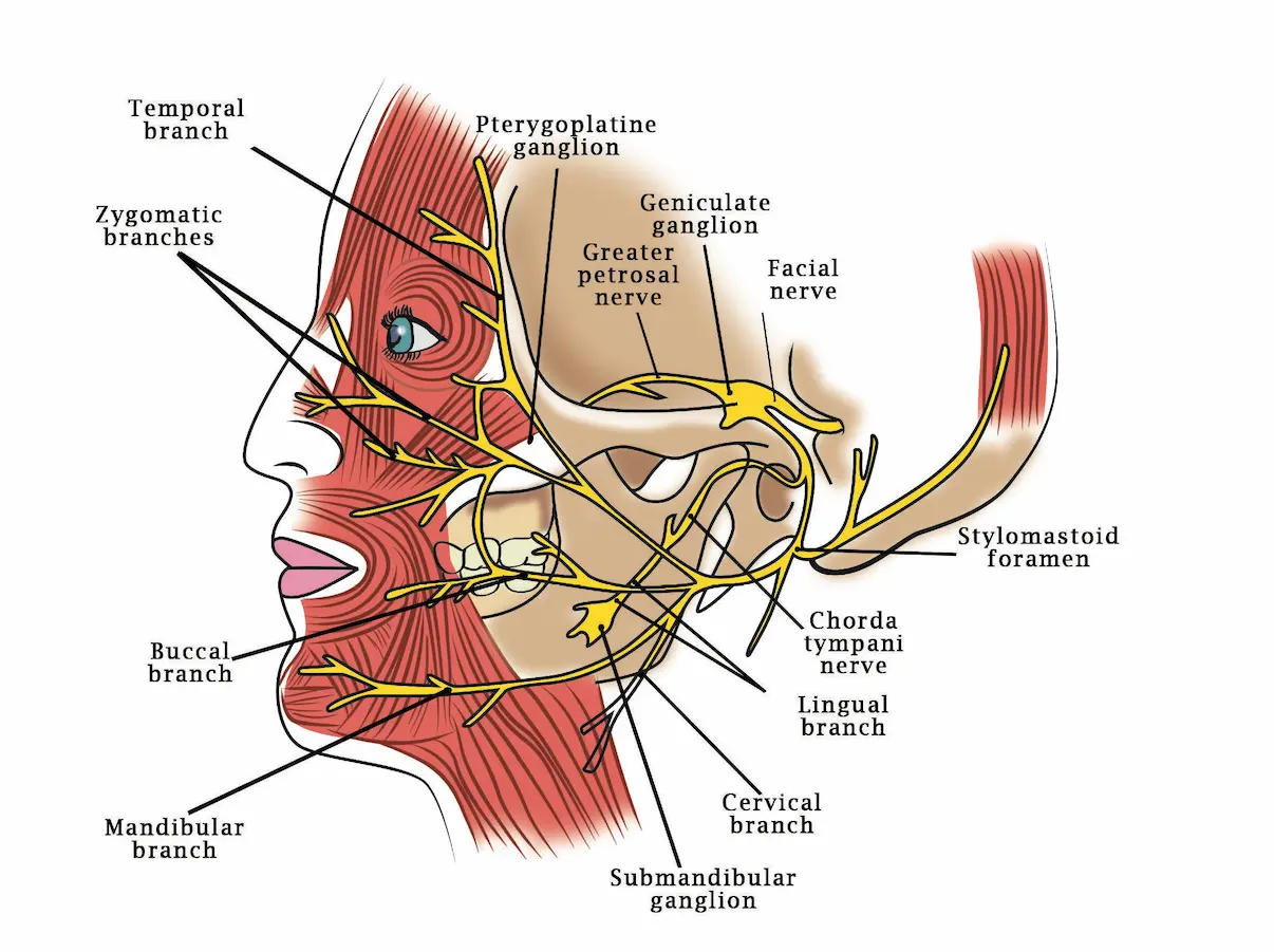 Innervation and blood supply of the teeth